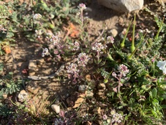 Lepidium nitidum