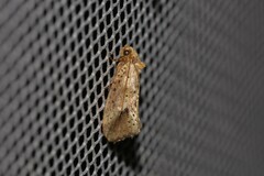 Azaleodes