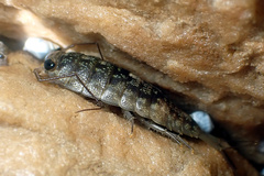 Ligia australiensis