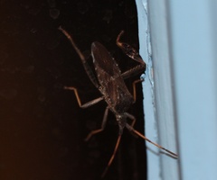 Leptoglossus corculus