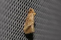 Azaleodes