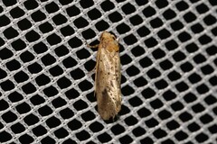 Azaleodes