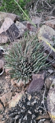 Dudleya attenuata