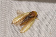Iassinae