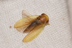 Iassinae