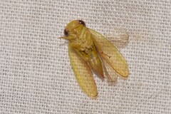 Iassinae