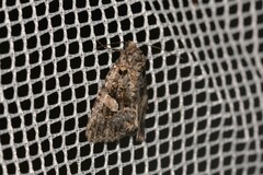 Condica macrosema