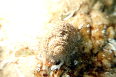 Entoprocta