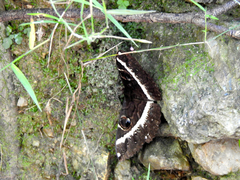 Erebus terminitincta