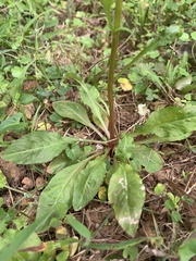Lysimachia candida