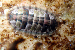 Ischnochiton smaragdinus