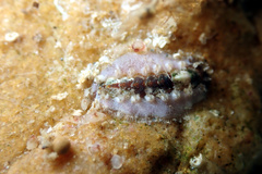 Acanthochitona kimberi