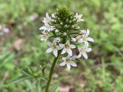 Lysimachia candida