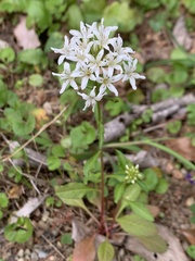 Lysimachia candida