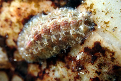 Acanthochitona kimberi