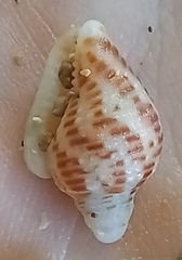 Columbella mercatoria