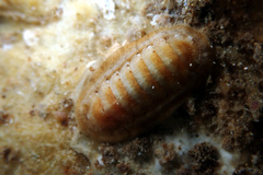 Ischnochiton cariosus