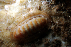 Ischnochiton cariosus