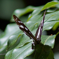 Phaedyma shepherdi