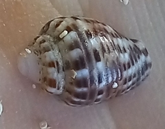 Columbella mercatoria