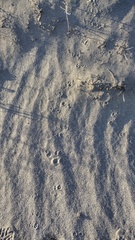 Dipodomys deserti