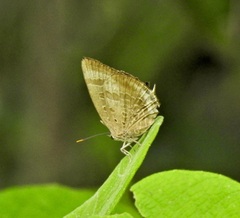 Arhopala madytus