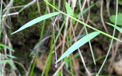 Labidiosticta vallisi