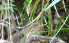 Labidiosticta vallisi