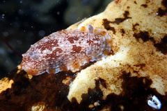 Aphelodoris lawsae