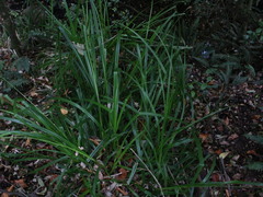 Carex multifaria
