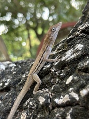 Anolis lineatus