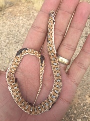 Dipsina multimaculata