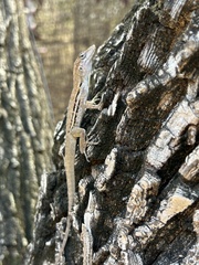 Anolis lineatus