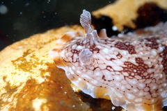 Aphelodoris lawsae