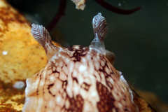 Aphelodoris lawsae