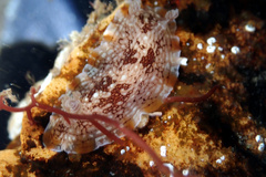 Aphelodoris lawsae