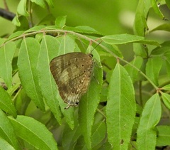 Arhopala madytus