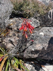 Blandfordia punicea