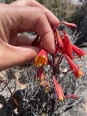 Blandfordia punicea