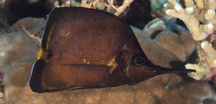 Forcipiger longirostris