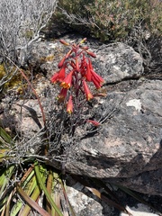 Blandfordia punicea