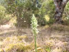 Brachystele unilateralis