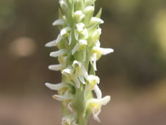 Brachystele unilateralis