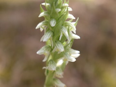 Brachystele unilateralis