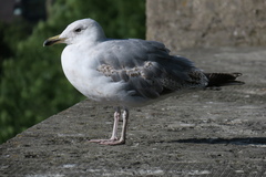 Larus argentatus