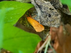 Virbia opella