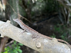 Anolis lineatus