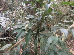 Ardisia virens