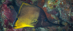 Forcipiger longirostris