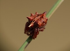 Acanthepeira stellata